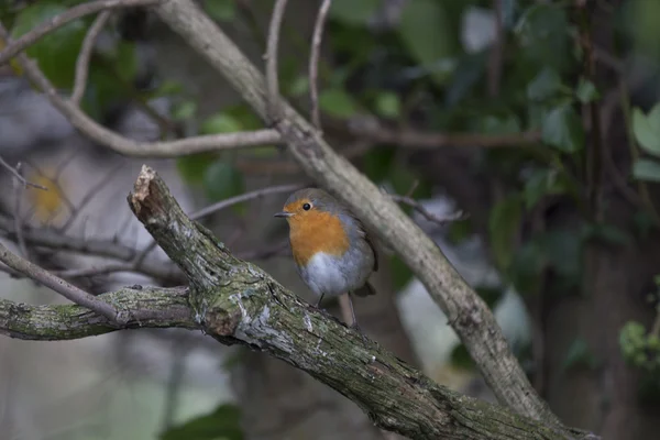 Robin kırmızı meme (Erithacus rubecula) — Stok fotoğraf