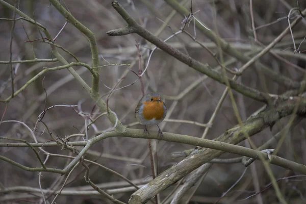 Robin Red Breast (Erithacus rubecula) — Stock Photo, Image