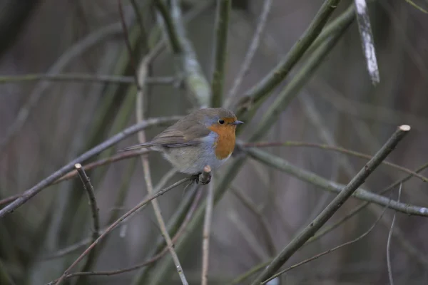 Robin rode borst (Erithacus rubecula) — Stockfoto