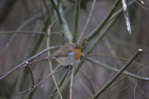 Robin Pechuga Roja (Erithacus rubecula ) —  Fotos de Stock