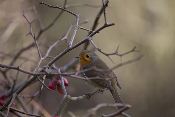 로빈 레드 유 방 (Erithacus rubecula) — 스톡 사진