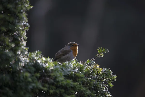 Robin Red Breast (Erithacus rubecula) — Stock Photo, Image