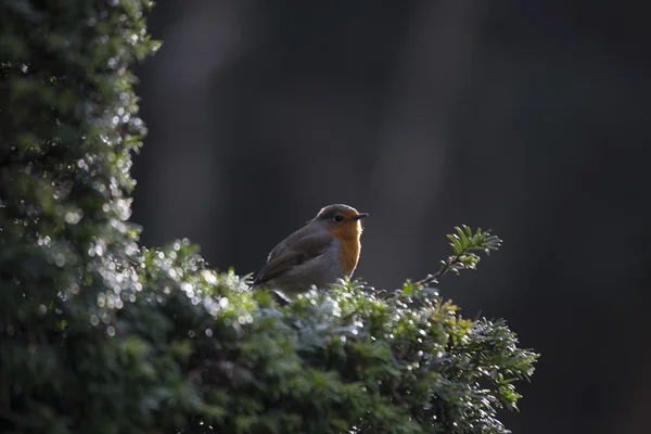 ロビン赤胸 (Erithacus rubecula) — ストック写真