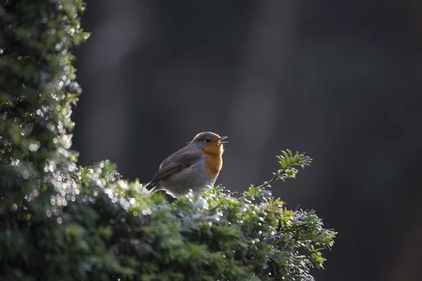 Robin Pechuga Roja (Erithacus rubecula ) —  Fotos de Stock