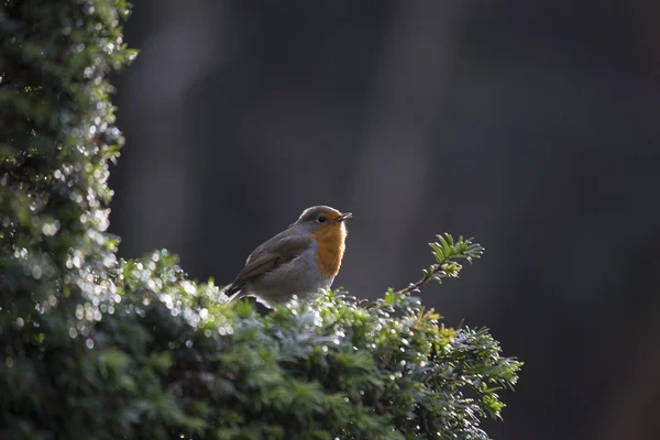 Rotkehlchen (erithacus rubecula)) — Stockfoto