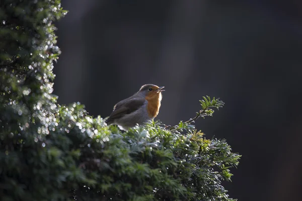 Robin kırmızı meme (Erithacus rubecula) — Stok fotoğraf