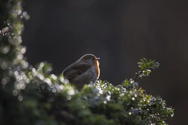 Rotkehlchen (erithacus rubecula)) — Stockfoto