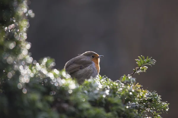 Robin Red prsu obecná (Erithacus rubecula) — Stock fotografie