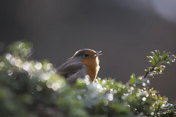 Robin Vermelho mama (Erithacus rubecula) — Fotografia de Stock