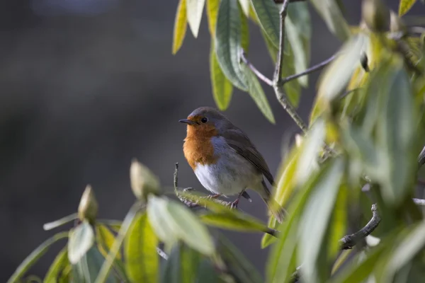 Red Robin μαστού (Erithacus rubecula) — Φωτογραφία Αρχείου