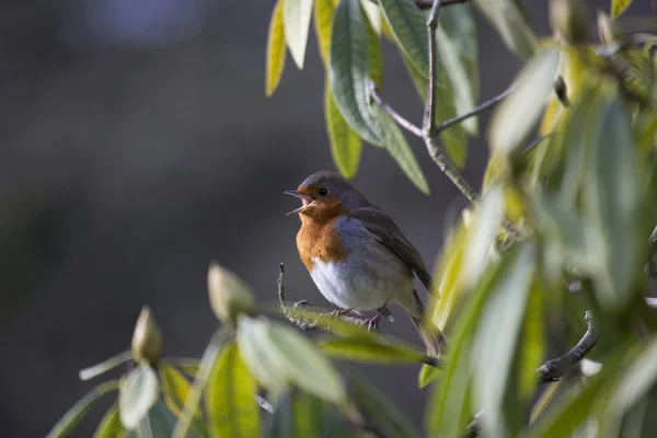 Robin kırmızı meme (Erithacus rubecula) — Stok fotoğraf