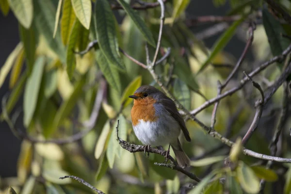 로빈 레드 유 방 (Erithacus rubecula) — 스톡 사진