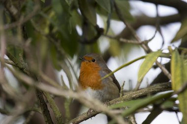 Robin kırmızı meme (Erithacus rubecula)