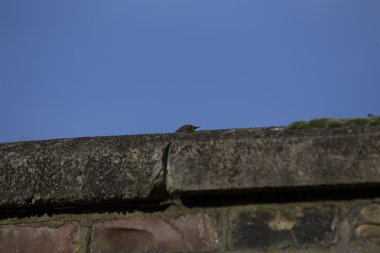 Robin kırmızı meme (Erithacus rubecula)