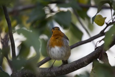 Robin kırmızı meme (Erithacus rubecula)
