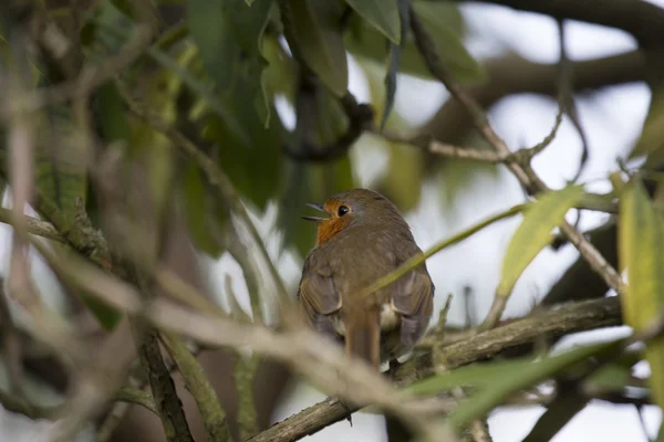 Robin Vermelho mama (Erithacus rubecula) — Fotografia de Stock