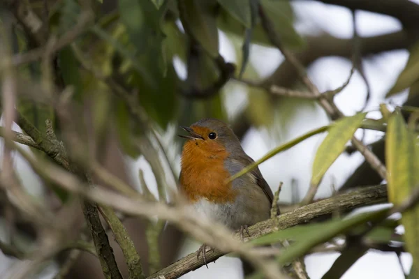 Red Robin μαστού (Erithacus rubecula) — Φωτογραφία Αρχείου