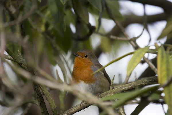 Robin Vermelho mama (Erithacus rubecula) — Fotografia de Stock