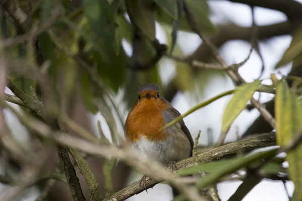 Rotkehlchen (erithacus rubecula)) — Stockfoto