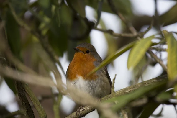 Robin Red piersi (Erithacus rubecula) — Zdjęcie stockowe