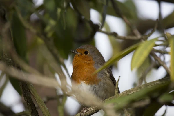 Robin Red prsu obecná (Erithacus rubecula) — Stock fotografie