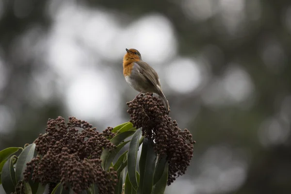 罗宾红乳腺癌 (Erithacus rubecula) — 图库照片