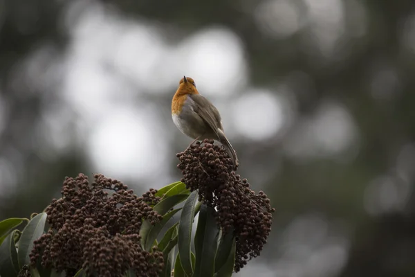 Robin Red Breast (Erithacus rubecula) — Stock Photo, Image