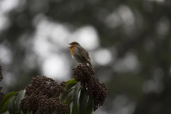 Robin Red prsu obecná (Erithacus rubecula) — Stock fotografie