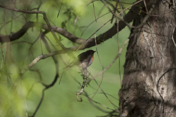 Robin röda bröst (Erithacus rubecula) — Stockfoto