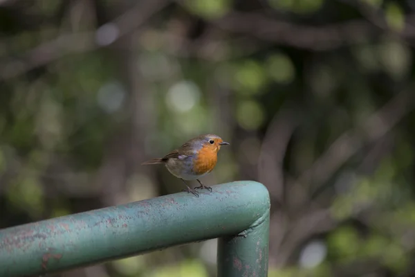 Rotkehlchen (erithacus rubecula)) — Stockfoto