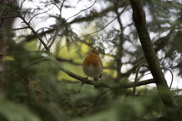 Robin Red piersi (Erithacus rubecula) — Zdjęcie stockowe