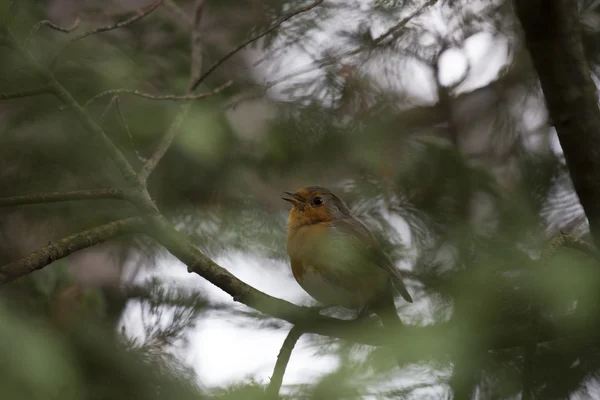 로빈 레드 유 방 (Erithacus rubecula) — 스톡 사진