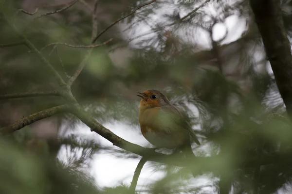 Robin Red prsu obecná (Erithacus rubecula) — Stock fotografie