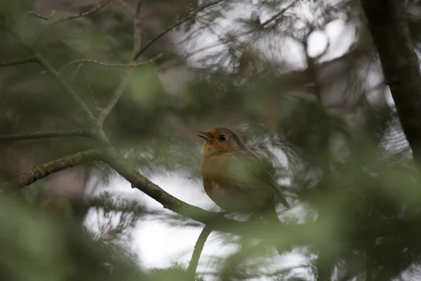 Robin Vermelho mama (Erithacus rubecula) — Fotografia de Stock