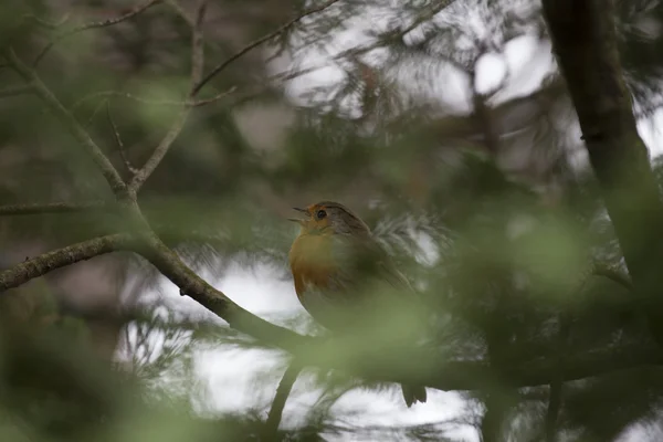 Robin kırmızı meme (Erithacus rubecula) — Stok fotoğraf