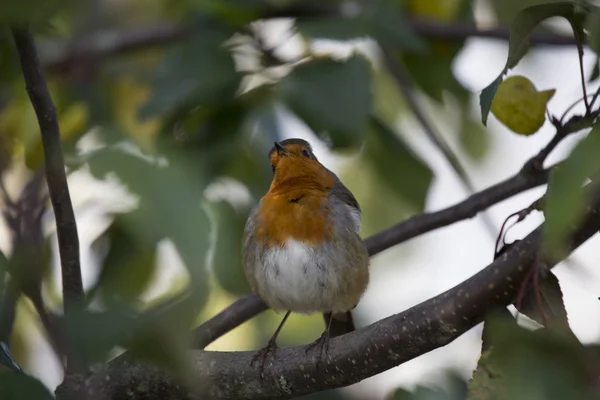 Robin kırmızı meme (Erithacus rubecula) — Stok fotoğraf