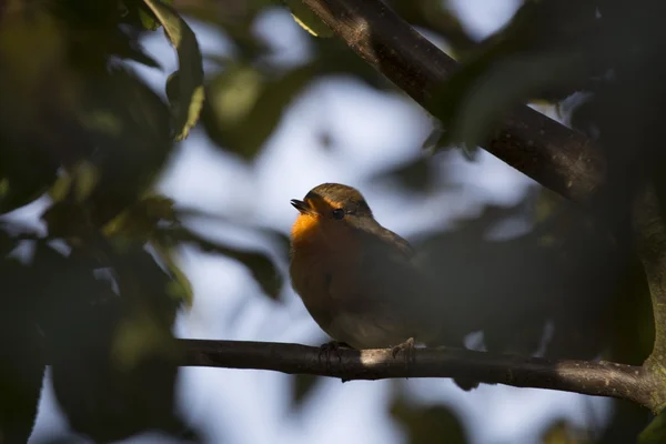 Robin rode borst (Erithacus rubecula) — Stockfoto