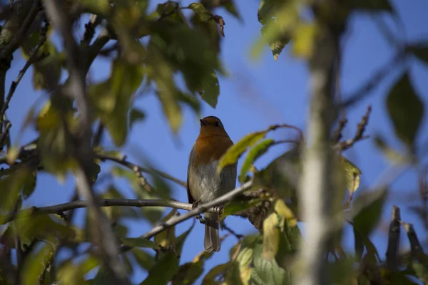 Robin Red prsu obecná (Erithacus rubecula) — Stock fotografie