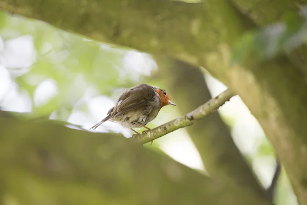 罗宾红乳腺癌 (Erithacus rubecula) — 图库照片