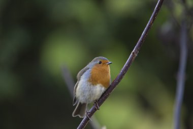 Robin kırmızı meme (Erithacus rubecula)