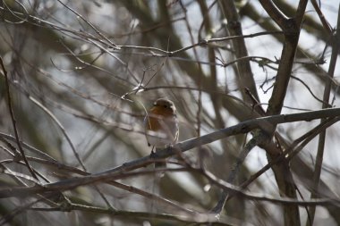 Robin kırmızı meme (Erithacus rubecula)