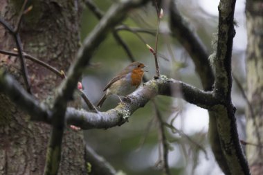 Robin kırmızı meme (Erithacus rubecula)