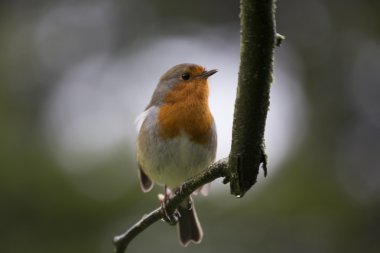 Robin kırmızı meme (Erithacus rubecula)