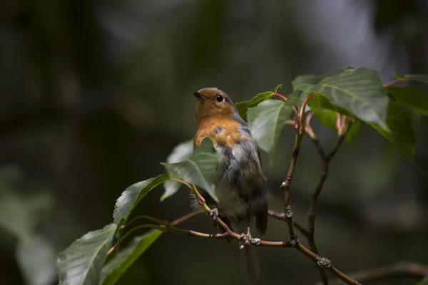 로빈 레드 유 방 (Erithacus rubecula) — 스톡 사진