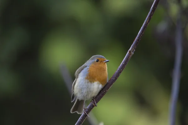 로빈 레드 유 방 (Erithacus rubecula) — 스톡 사진