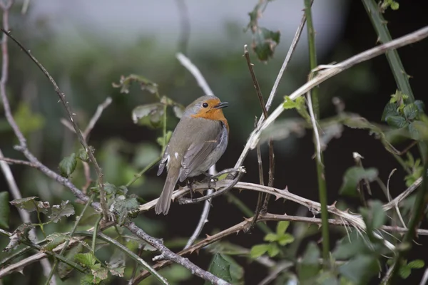 Robin Vermelho mama (Erithacus rubecula) — Fotografia de Stock