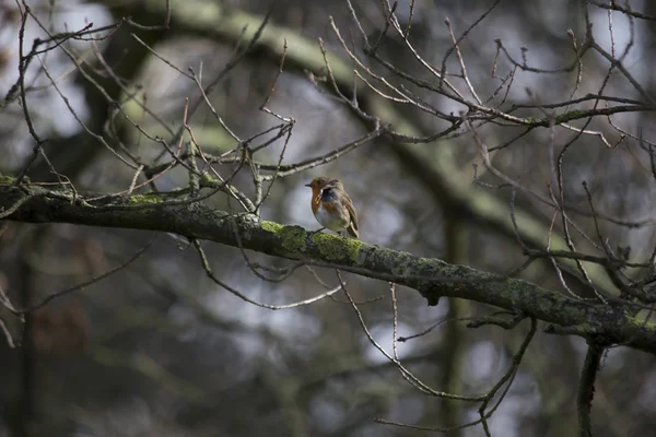 Robin kırmızı meme (Erithacus rubecula) — Stok fotoğraf