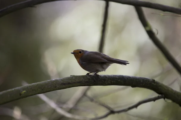 로빈 레드 유 방 (Erithacus rubecula) — 스톡 사진