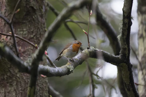 Robin Red Breast (Erithacus rubecula) — Stock Photo, Image