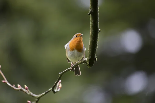 Rotkehlchen (erithacus rubecula)) — Stockfoto